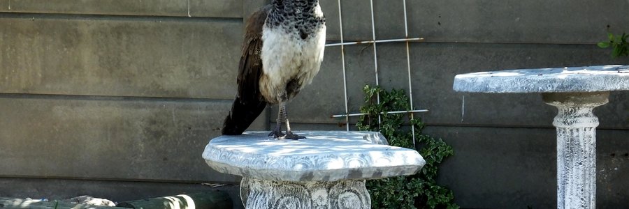 Hierdie pou het doodluiters, saam met â€˜n spannetjie fisante, by Francois de Jongh van Gansbaai Courant se woning in De Kelders aangekom en ongestoord saam met sy fisant-metgeselle in die tuin begin skrop. Indien iemand na â€˜n verlore pou, wat uiters skaars in hierdie omgewing is, soek, kan navrae by Gansbaai Courant gedoen word. Miskien is sy steeds in die omgewing. Siek soos wat hy is, het Francois enkele fotoâ€™s deur sy woning se venster geneem - eenmaal joernalis, altyd joernalis!